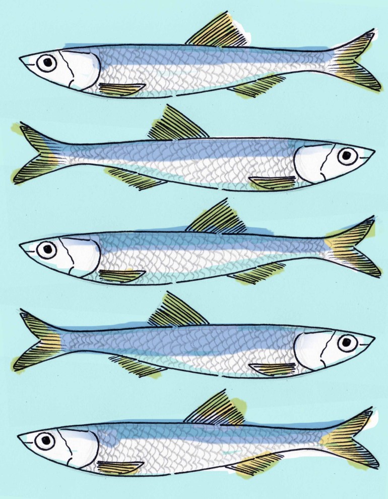 sardine